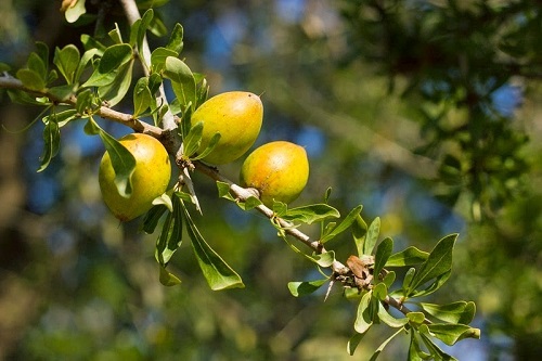 Плоды арганового дерева