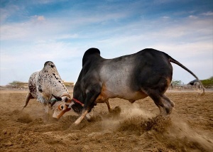 Бои быков – самый популярный вид спорта в Фуджейре 