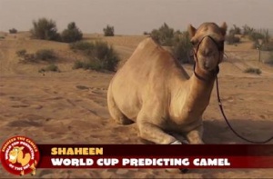 "Верблюд-оракул" из Дубая предсказывает исход матчей Чемпионата Мира по футболу