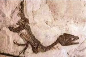 В Йемене обнаружили останки динозавра, жившего 145 миллионов лет назад