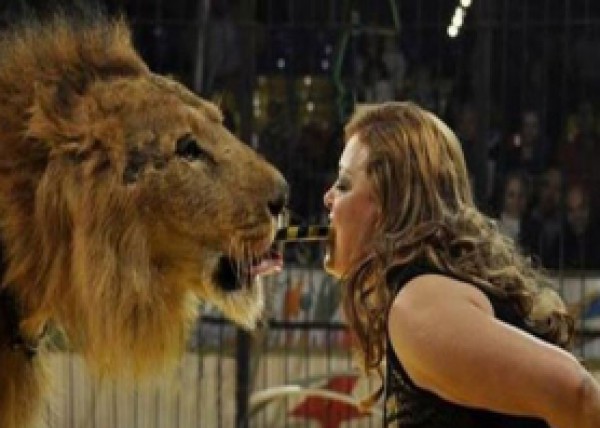 Видео: В Египте лев набросился на дрессировщицу 