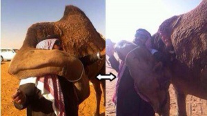 После 7 месячной разлуки… верблюдица заключила в объятия своего хозяина 