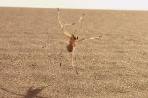 В марокканской пустыне заметили новый вид пауков 