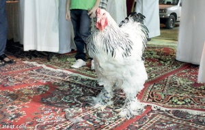 «Королева куриной красоты» ушла с молотка за 138 тыс. рублей