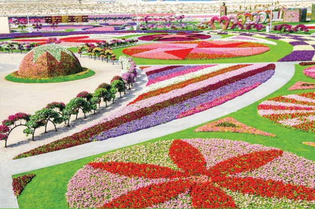 Дубай расцветает… 30 млн. цветов посажено за 9 месяцев 