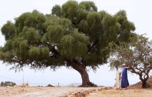 Величественное аргановое дерево в Марокко: источник жизни и красоты