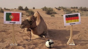 Верблюд Шахин определил победителя в матче Португалия-Германия