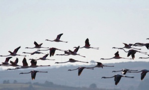 Египет – пристанище для миллионов перелетных птиц 