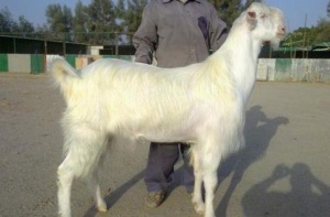 В Саудовской Аравии продали козла за $ 3,5 млн. 