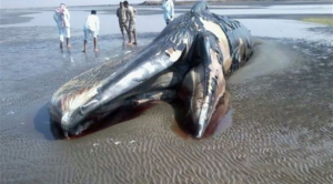 Жители Кувейта обнаружили тело огромного кита 
