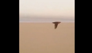 Видео: Охота по-арабски… птицу голыми руками 