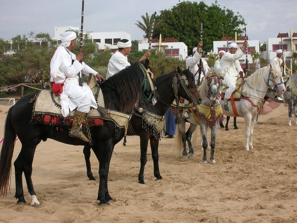 В Алжире прошел конный фестиваль