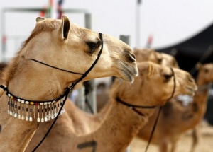 Фестиваль культурного наследия с участием королевских пород верблюдов прошел в ОАЭ 